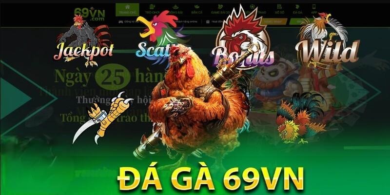 Tổ chức nhiều trận đấu đá gà hấp dẫn
