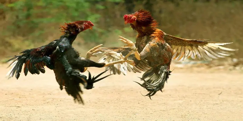 Luật đá gà không quá khó hiểu