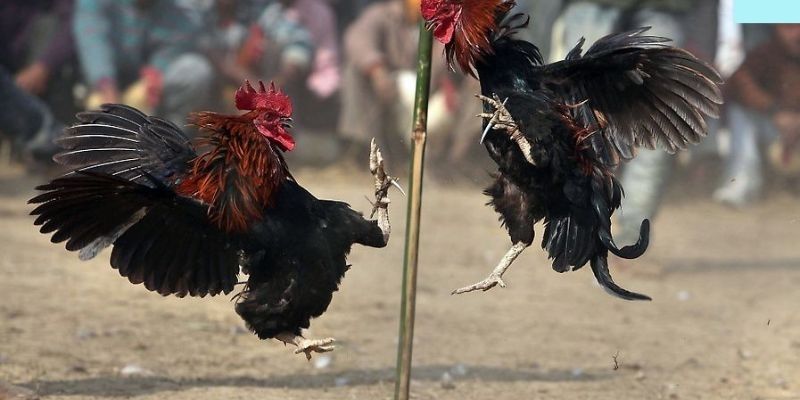 Luật đá gà 69VN – Tất Cả Những Điều Mọi Người Cần Biết