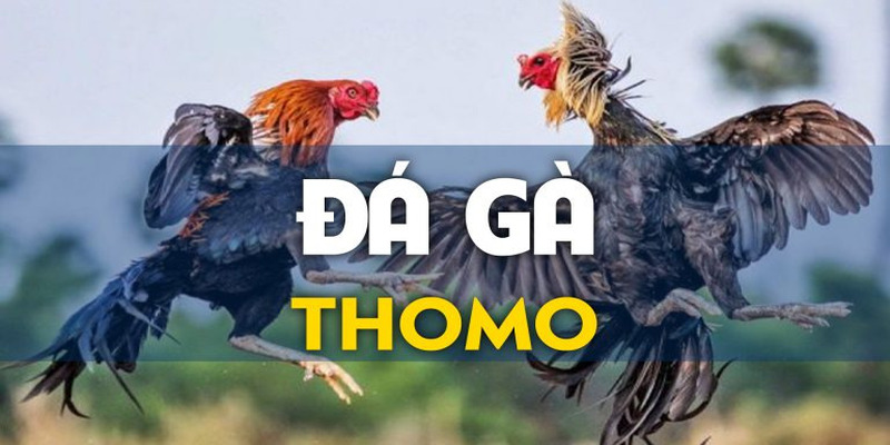 Đá gà Thomo là gì