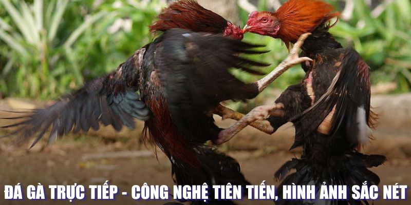 Lựa chọn chiến kê trong là yếu tố quan trọng trong Luật đá gà