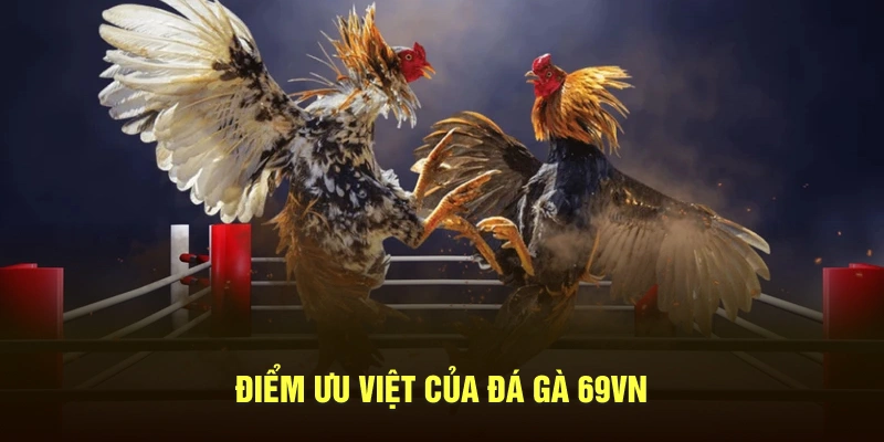 Các trận đấu đá gà cựa sắt siêu kịch liệt