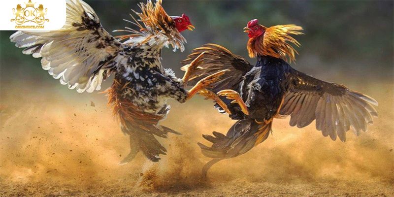 Các hình thức cược trong Luật đá gà rất đa dạng
