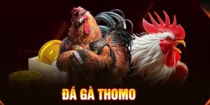 Đá Gà Thomo – Sân Chơi Chọi Kê Hấp Dẫn Chỉ Có Tại 69VN