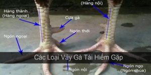 Vảy Gà Án Thiên – Chiến Thuật Để Chiến Kê Thắng Tại 69VN